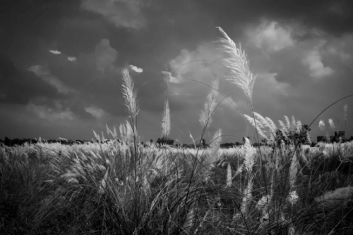 81849d 58d494a48d2a46ad95bb0c019fe05246mv2