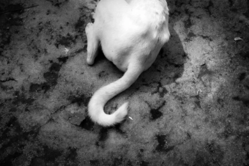 81849d 7050a5fa92754fe29da09a3cadb4f010mv2