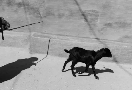 81849d 785d8b2328184219810e994822155125mv2